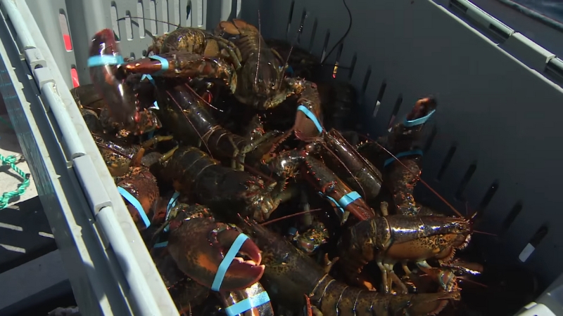 Freshly caught Nova Scotia lobsters stacked in a crate with bands on their claws during the harvest season