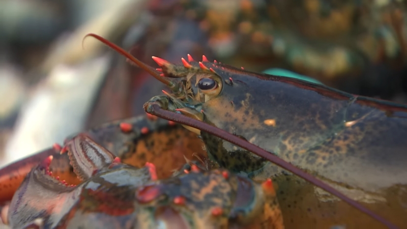 Close-up of a live Nova Scotia lobster showing its shell, claws, and antennae during peak season